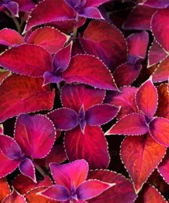 Maroon Plant Leaves Diamond Painting