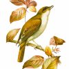 Nightingale On Branch Art Diamond Painting