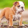 Old English Bulldog Puppy Diamond Painting