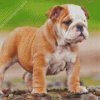 Old English Bulldog Puppy Diamond Painting