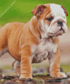 Old English Bulldog Puppy Diamond Painting