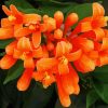 Orange Trumpet Vines Diamond Painting