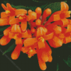 Orange Trumpet Vines Diamond Painting