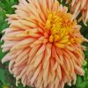 Peach Chrysanthemum Diamond Painting