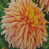 Peach Chrysanthemum Diamond Painting