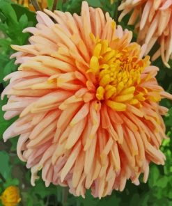 Peach Chrysanthemum Diamond Painting