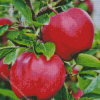 Pink Lady Apple Diamond Painting