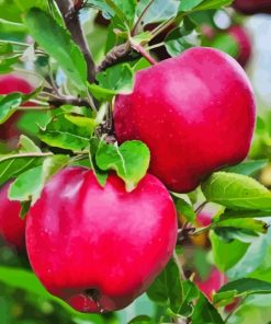 Pink Lady Apple Diamond Painting