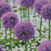 Purple Flowering Garden Diamond Painting