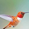 Rufous Hummingbird Side View Diamond Painting