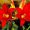 Western Red Lilies Diamond Painting