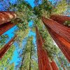 Aesthetic California Redwoods Diamond Painting