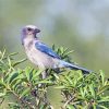 Aesthetic Florida Scrub Jay Diamond Painting