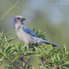 Aesthetic Florida Scrub Jay Diamond Painting