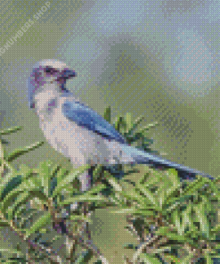 Aesthetic Florida Scrub Jay Diamond Painting