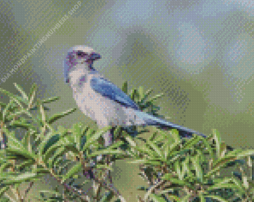 Aesthetic Florida Scrub Jay Diamond Painting