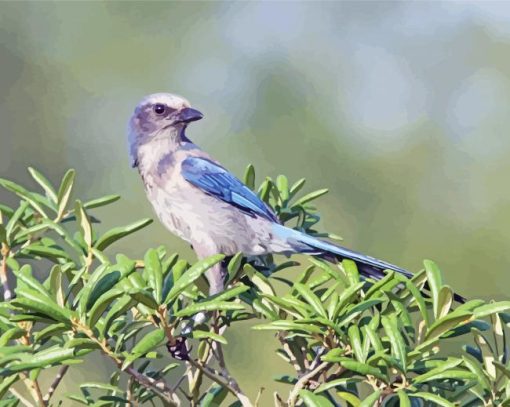 Aesthetic Florida Scrub Jay Diamond Painting