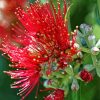 Aesthetic Pohutukawa Flower Diamond Painting