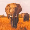 African Elephant Diamond Painting