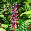 American Pokeweeds Plant Diamond Painting