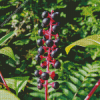 American Pokeweeds Plant Diamond Painting