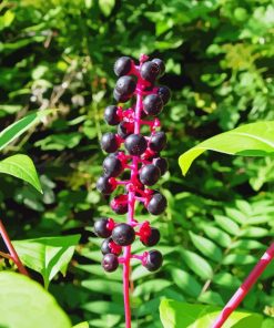 American Pokeweeds Plant Diamond Painting