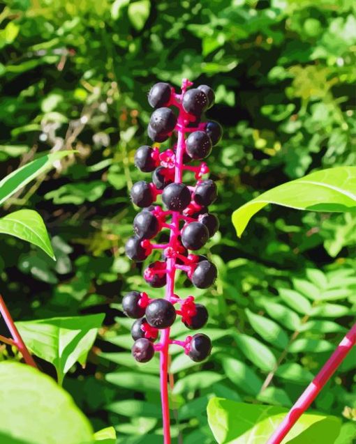 American Pokeweeds Plant Diamond Painting