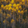 Aspens Trees Diamond Painting