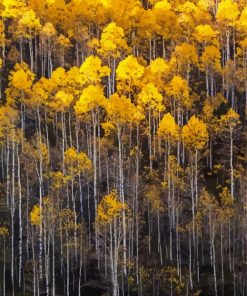 Aspens Trees Diamond Painting