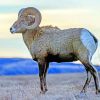 Bighorn Sheep Diamond Painting