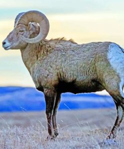 Bighorn Sheep Diamond Painting