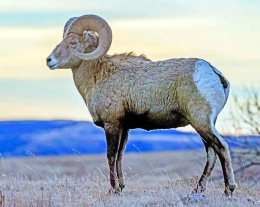 Bighorn Sheep Diamond Painting