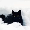 Black Cat Playing In Snow Diamond Painting