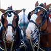 Budweiser Clydesdales Horses Diamond Painting