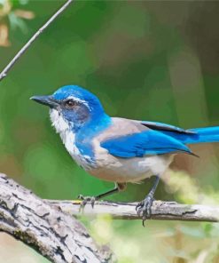 California Scrub Jay Diamond Painting