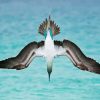 Flying Blue Footed Boobies Diamond Painting