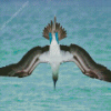 Flying Blue Footed Boobies Diamond Painting