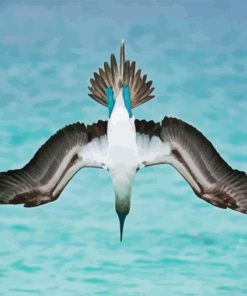 Flying Blue Footed Boobies Diamond Painting