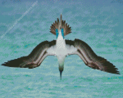 Flying Blue Footed Boobies Diamond Painting