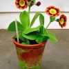 Potted Primrose Auriculas Diamond Painting