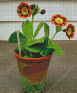 Potted Primrose Auriculas Diamond Painting