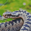 The Adder Snake Diamond Painting