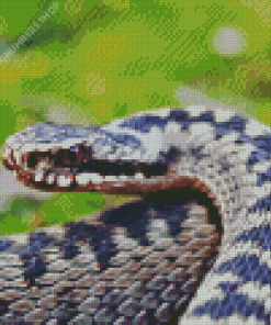 The Adder Snake Diamond Painting