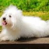 White Fluffy Dog Diamond Painting