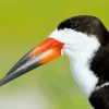 A Close Up Of Black Skimmer Diamond Painting