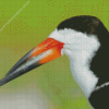 A Close Up Of Black Skimmer Diamond Painting