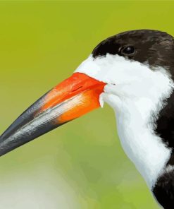 A Close Up Of Black Skimmer Diamond Painting