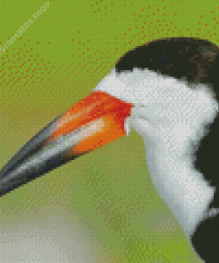 A Close Up Of Black Skimmer Diamond Painting