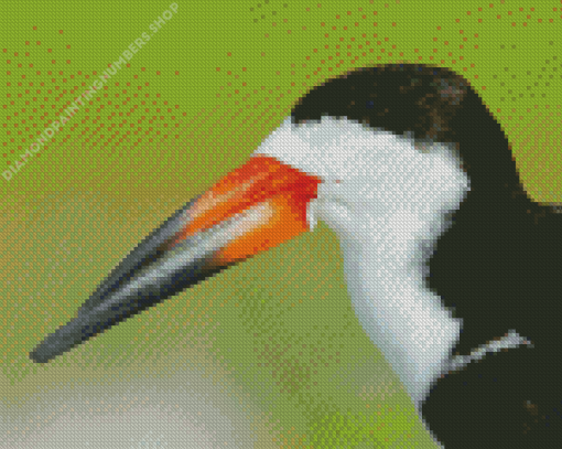 A Close Up Of Black Skimmer Diamond Painting