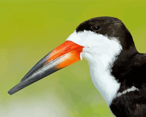 A Close Up Of Black Skimmer Diamond Painting